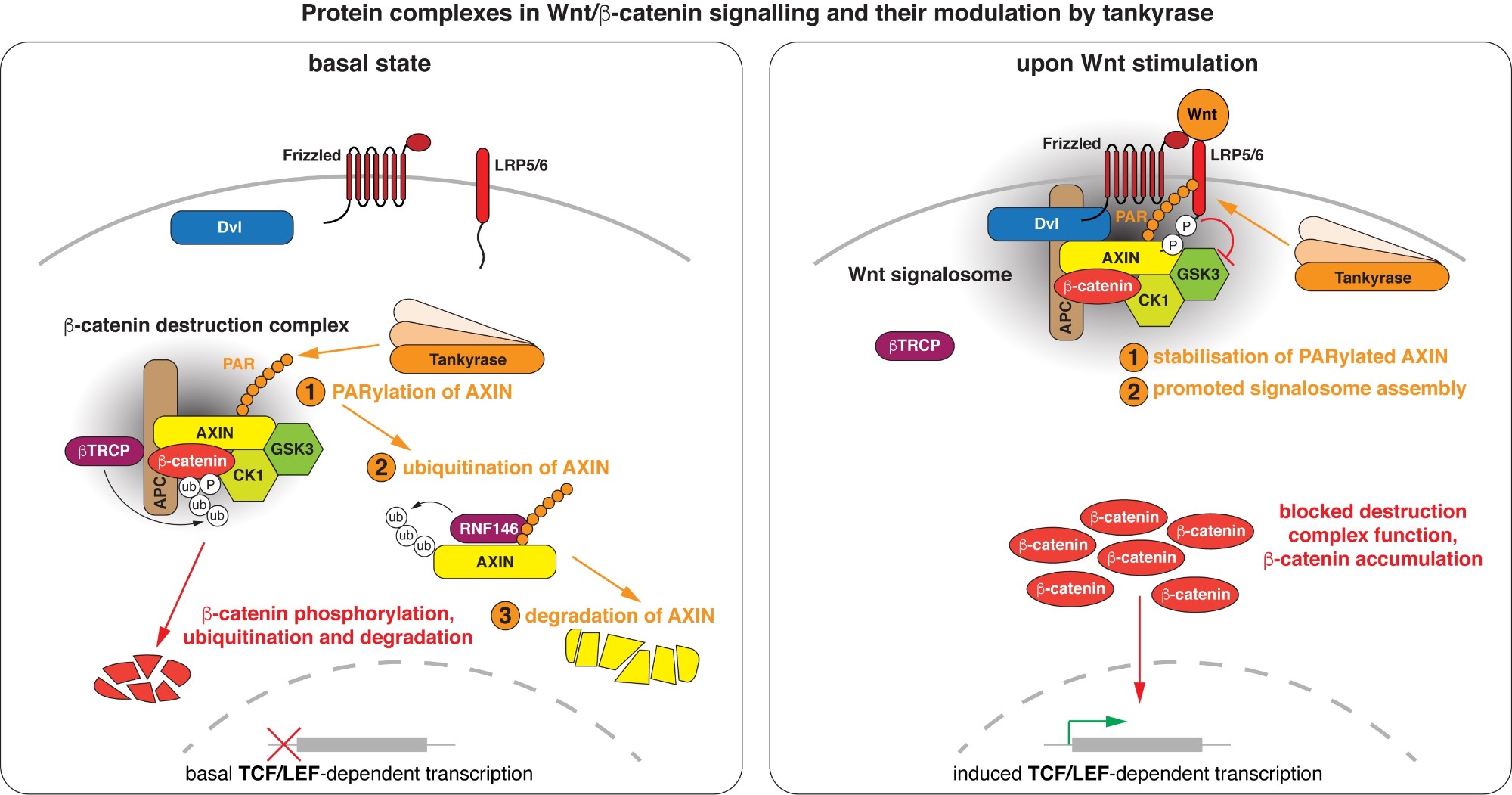 Sebastian Guettler Wnt beta catenin signalling