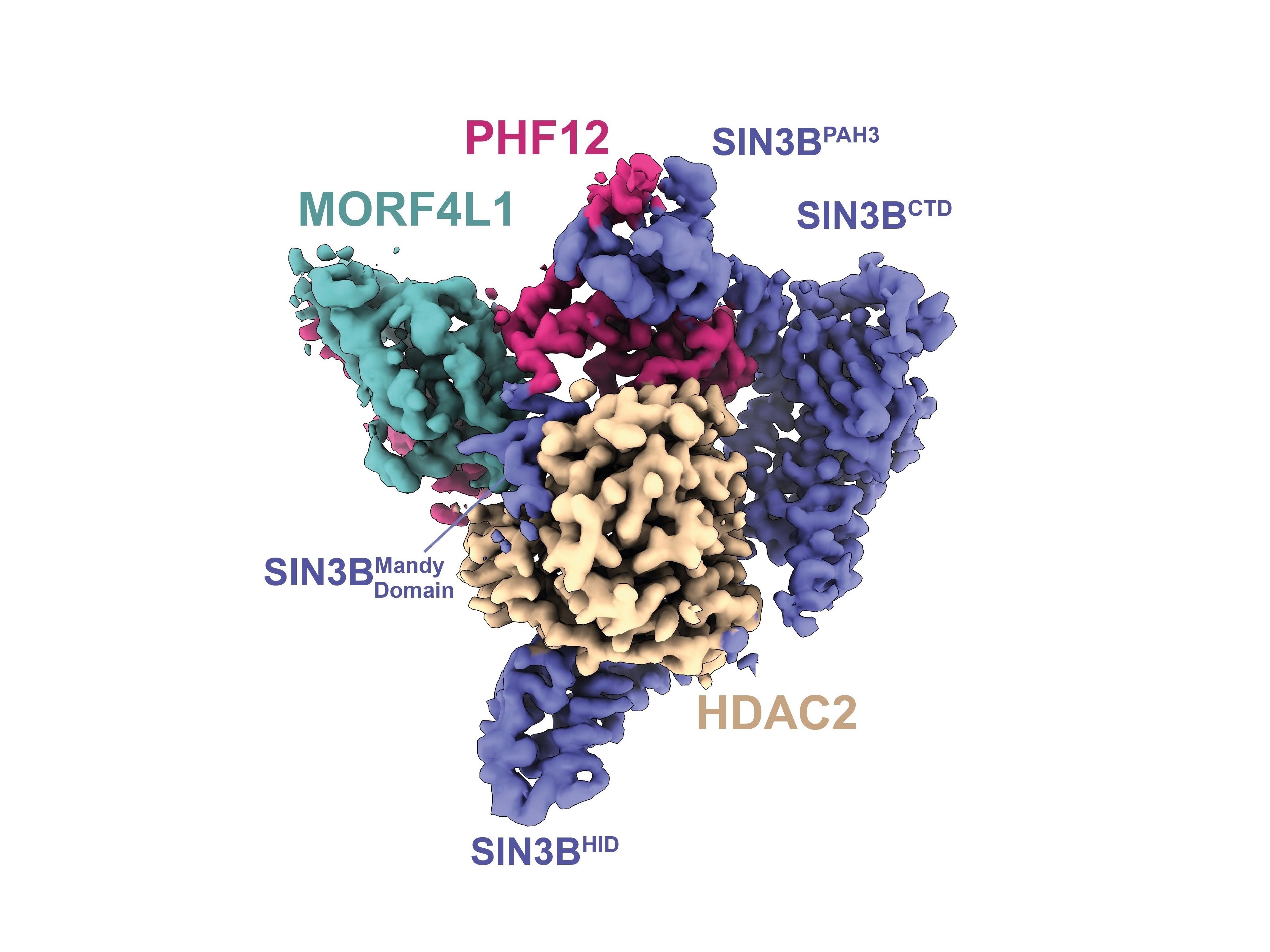 High-resolution 3D structure of the SIN3B human protein complex.