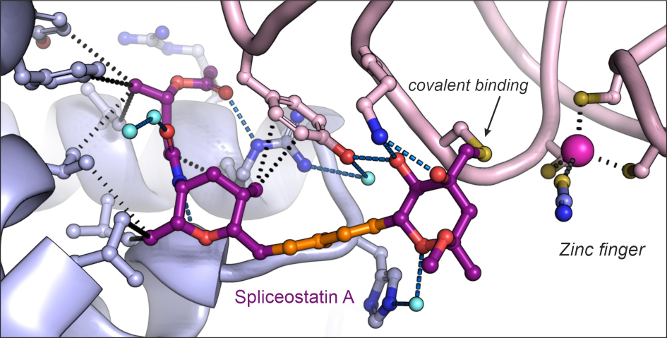 Structure of spliceostatin A bound to a spliceosome complex