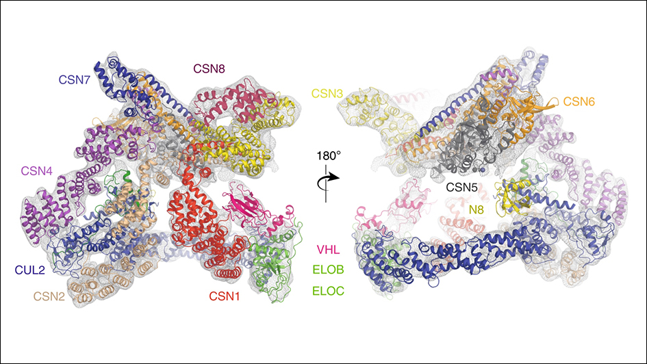 Structures and interactions of the CSN-CRL2~N8 complex with border