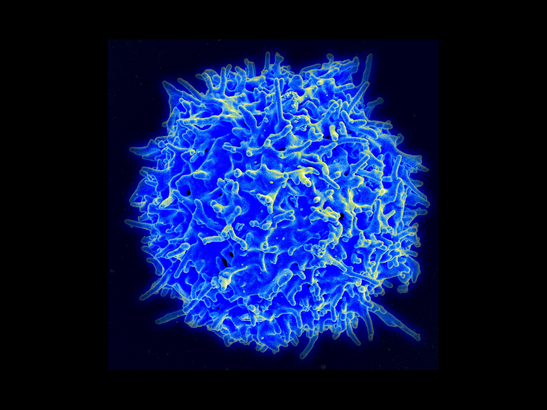 T cell_547x410 T cell_547x410