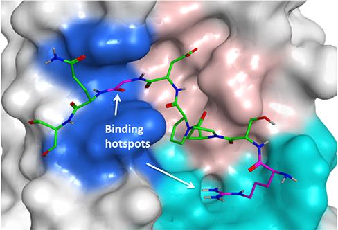 A crystal structure diagram of the protein Tankyrase (image: Katie Pollock)