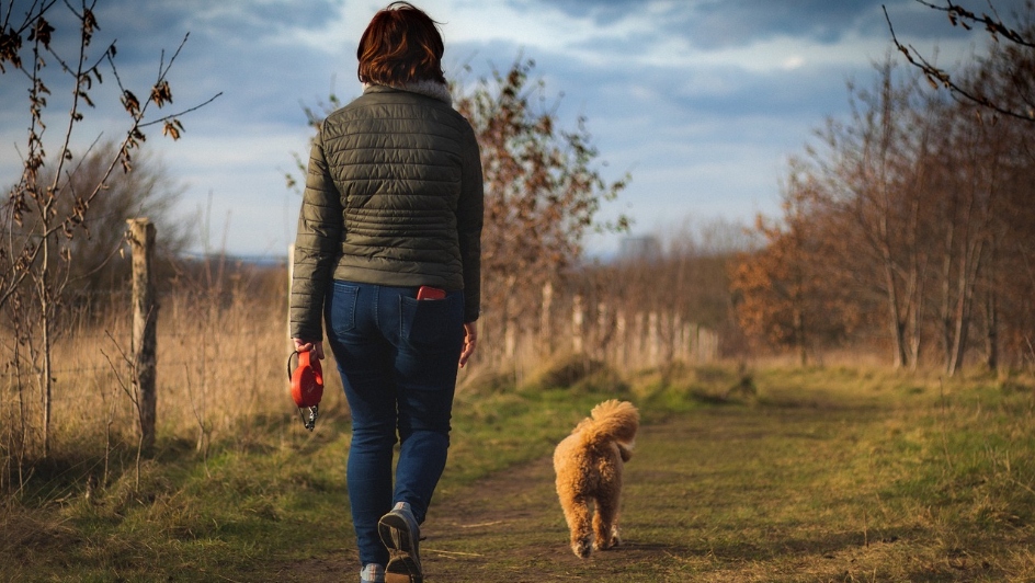 A woman walks her dog along a path in autumn. Trees line the path.