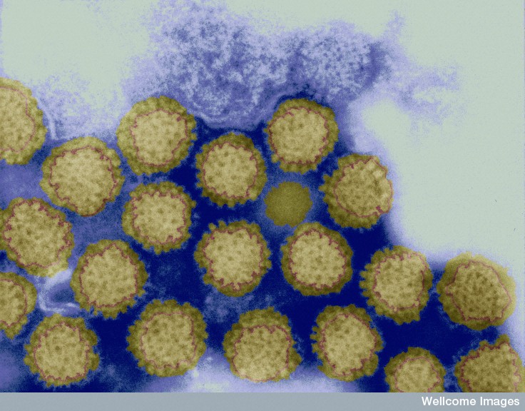 Reovirus - Wellcome Library, London