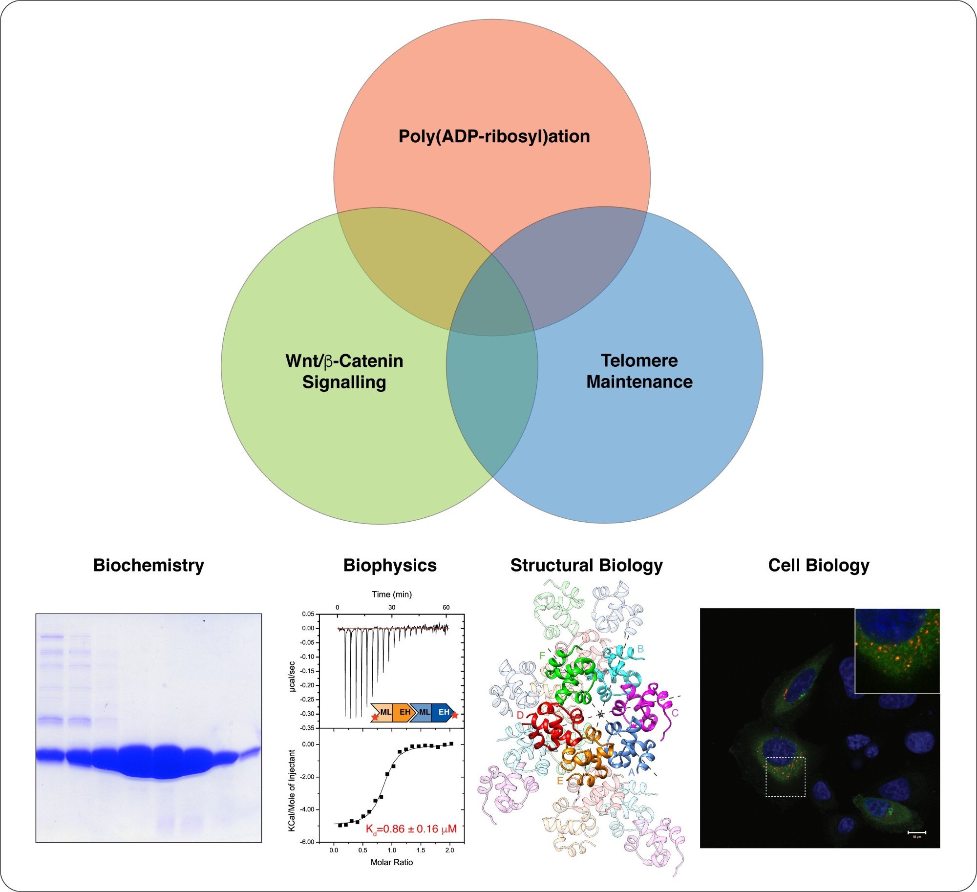 A Venn diagram showcasing interdependence between Poly(ADP-ribosyl)ation, Wnt/B-Catenin Signalling and Telomere Maintenance alongside Biochemistry, Biophysics, Structural Biology, and Cell Biology.