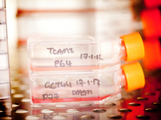 Cell cultures incubating