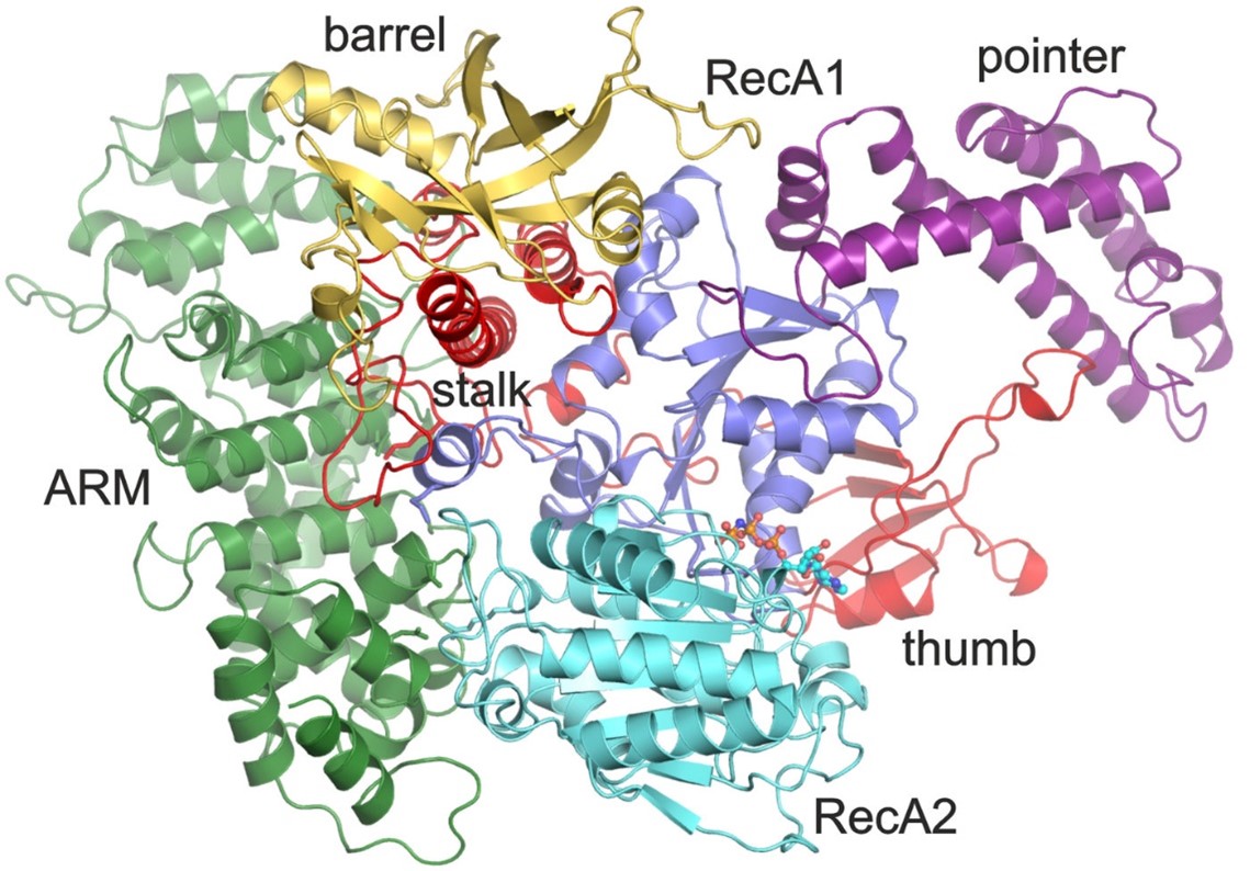 Crystal structure of the RNA helicase Aquarius