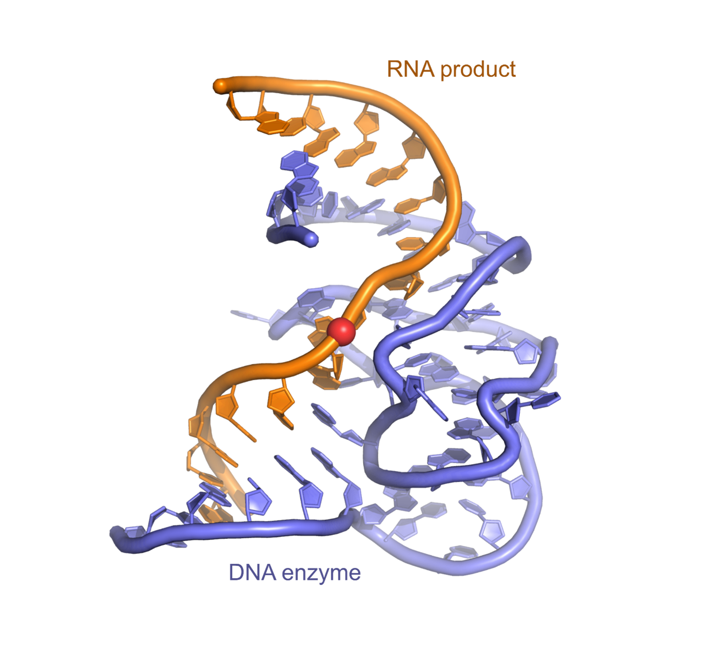 deoxyribozyme 9DB1 in complex with the RNA product