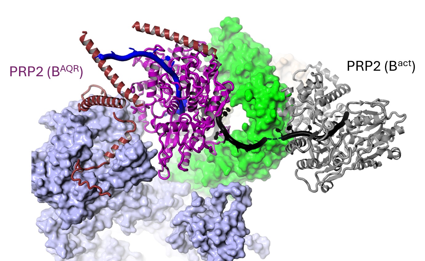 Helicase PRP2