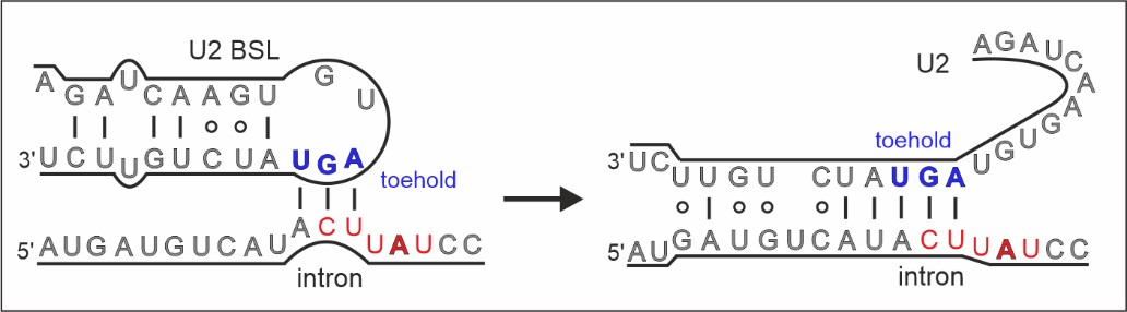 Intron recognition by strand displacement