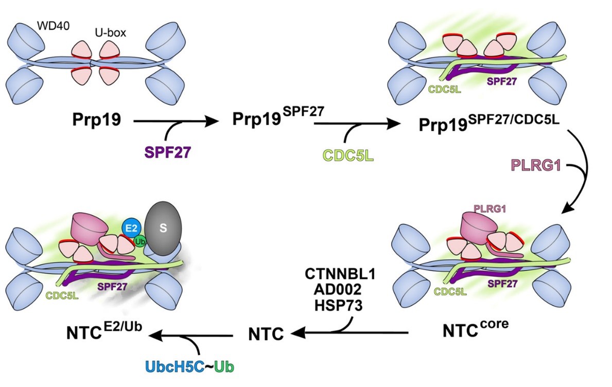 PRP19 activated by stepwise assembly of splicing factors