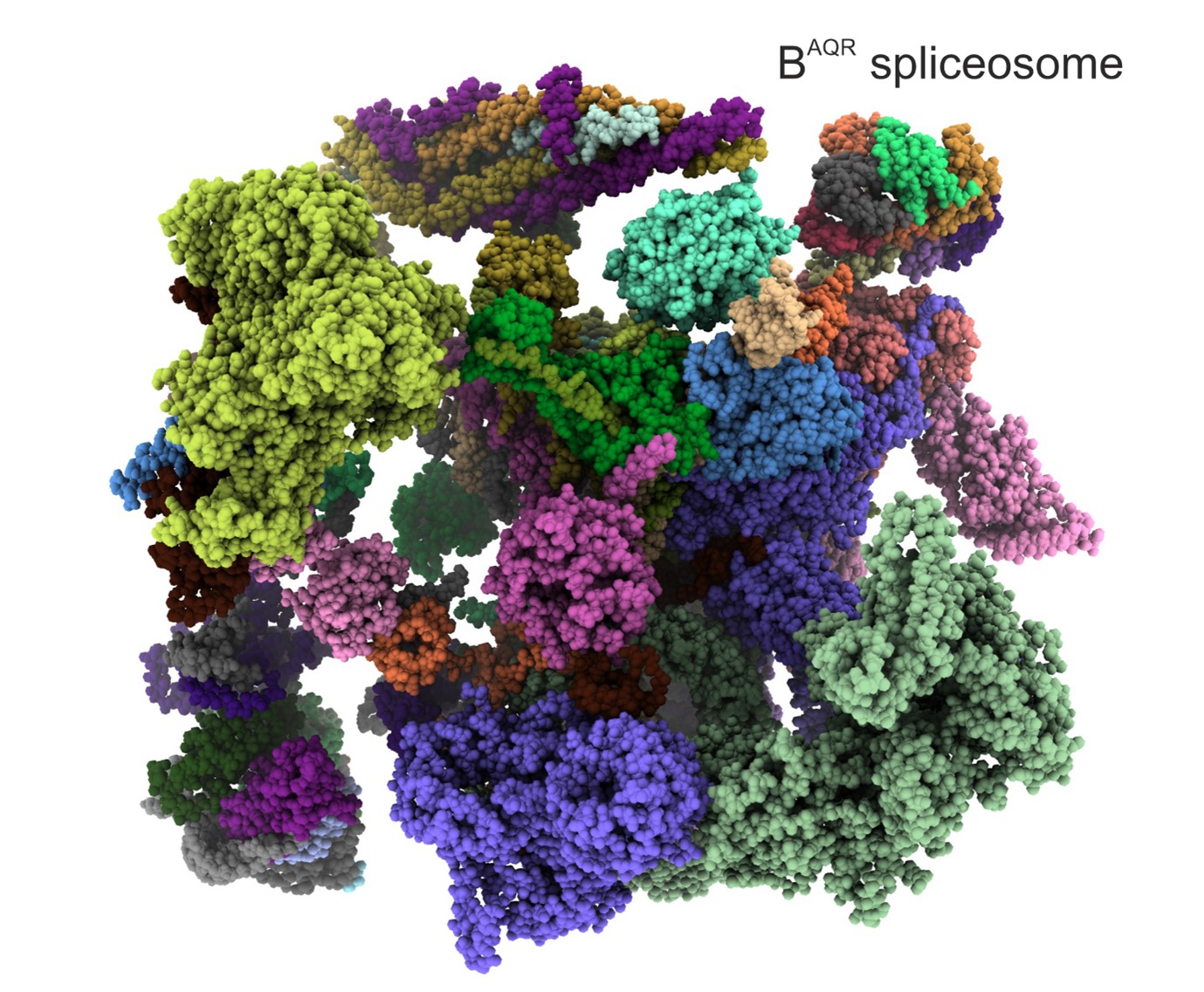 Spliceosome stalled halfway through the catalytic activation