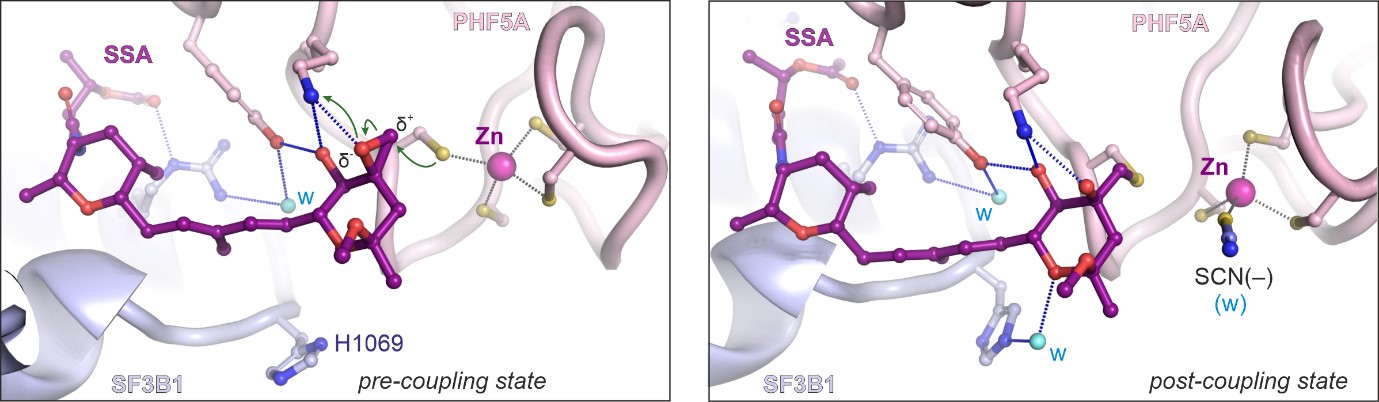 Spliceostatin and sudemycins bind spliceosomes