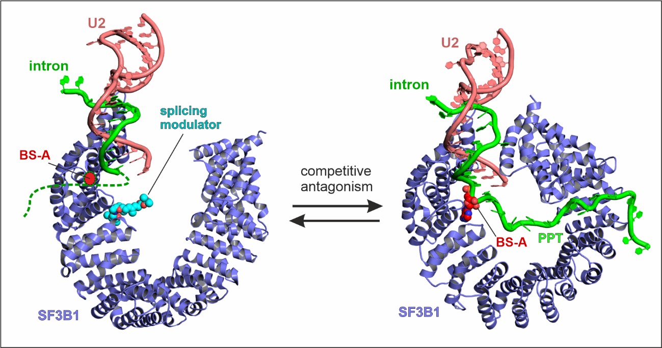 Splicing modulators